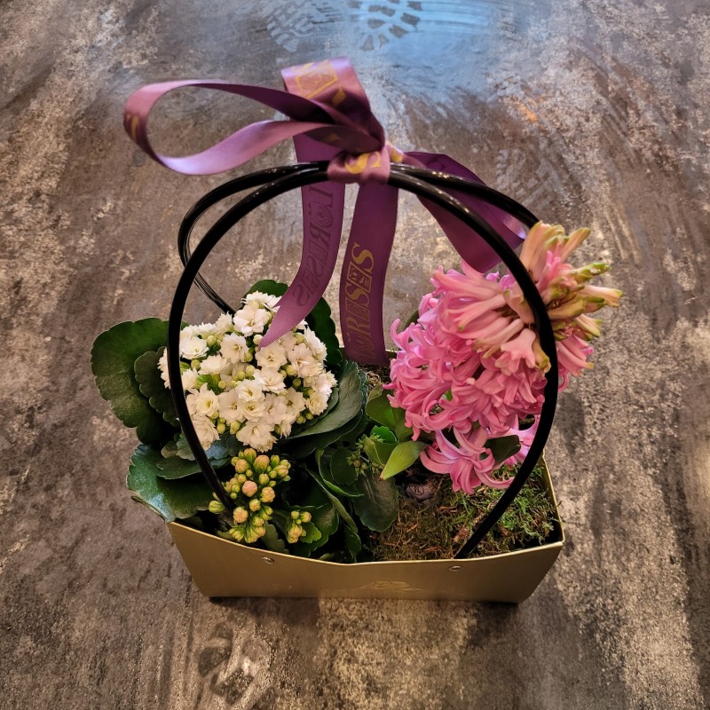 Florisis Huedin Posetuta mixt plante zambila kalanchoe
