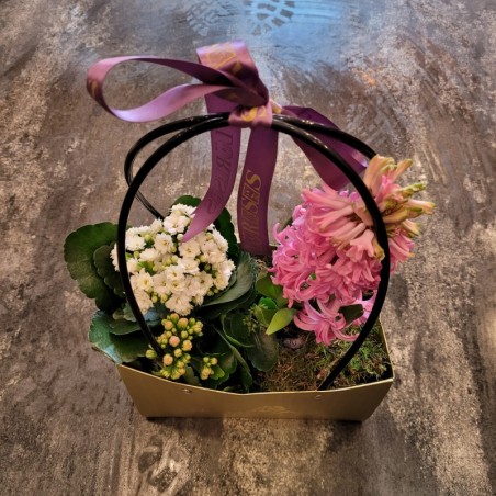 Florisis Huedin Posetuta mixt plante zambila kalanchoe
