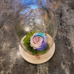Florisis Huedin Trandafir criogenat curcubeu pastel in cupola