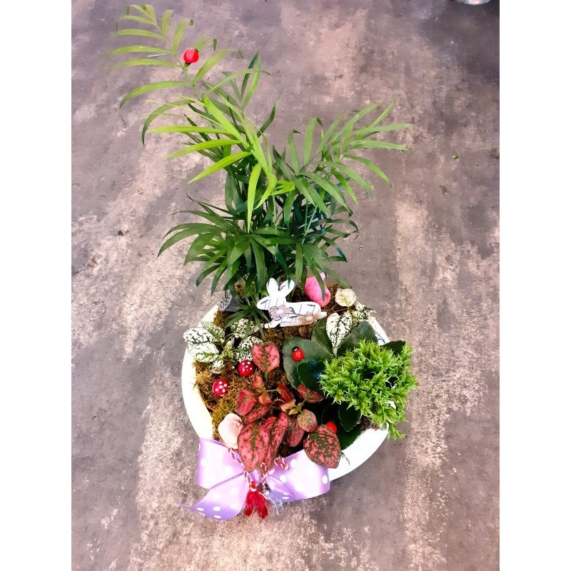 Comanda Florarie Huedin Florisis Aranjament plante in vas ceramic hope